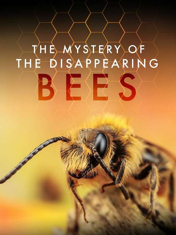Mystery Of The Disappearing Bees